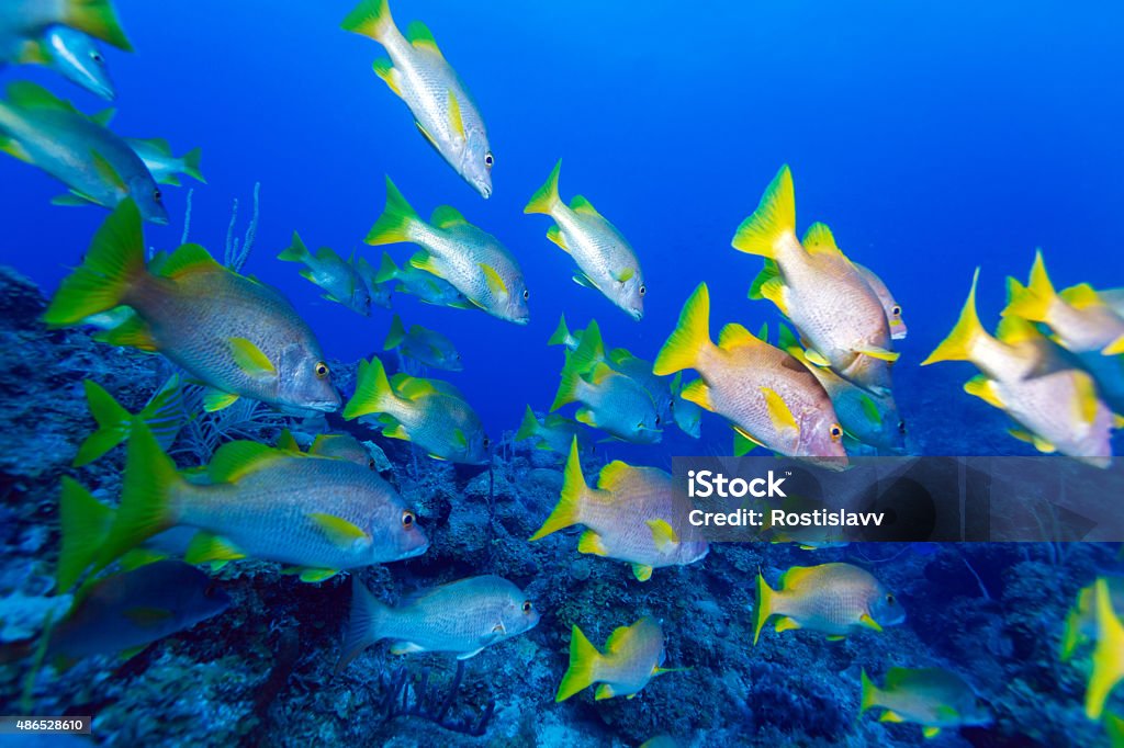 School of snappers, Cayo Largo School of snappers, Cayo Largo, Cuba 2015 Stock Photo