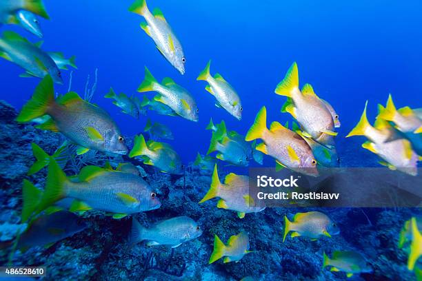 School Of Snappers Cayo Largo Stock Photo - Download Image Now - 2015, Activity, Animals In Captivity