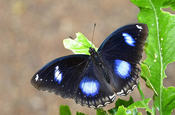 istock Great Eggfly butterfly, Common Eggfly - Hypolimnas bolina 486529060