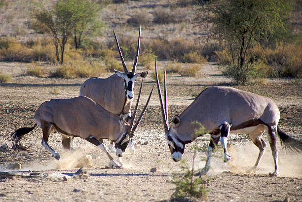 istock Gemsboks in the Kalahari desert 486529564