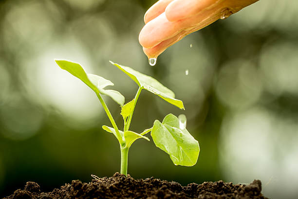 istock hand watering young plant on green bokeh background 486529694