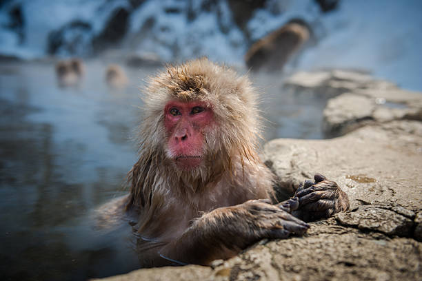 istock Japanese snow monkey in the hot spa,Japan. 486530284