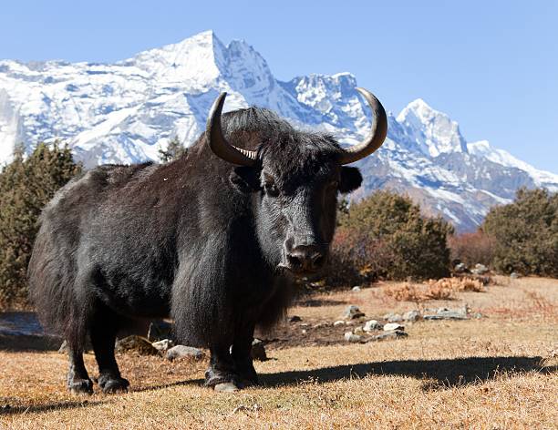 istock Black yak on the way to Everest base camp 486530446