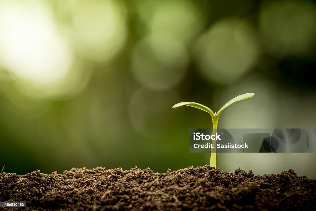 Young plant growing in soil on green bokeh background Dirt Stock Photo