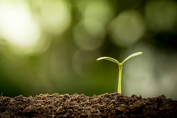 Young plant growing in soil on green bokeh background stock photo