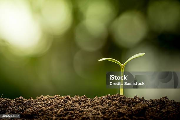 Young Plant Growing In Soil On Green Bokeh Background Stock Photo - Download Image Now