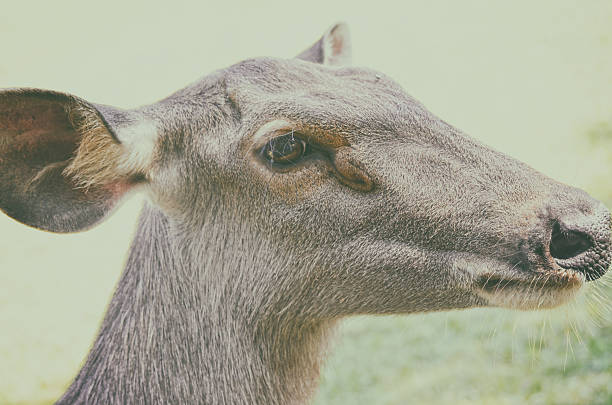 istock Close up portrait of deer in the forest 486530564