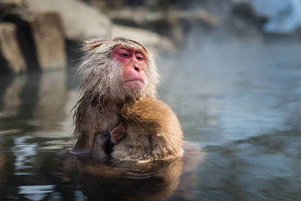 istock Japanese snow monkey in the hot spa,Japan. 486530756
