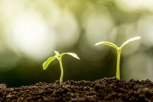 istock Young plant growing in soil on green bokeh background 486531546