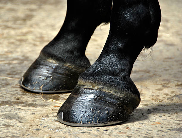 Horse Hoof - Hooves Horse Hoof - Closeu Detail on two Horse Hooves animal leg stock pictures, royalty-free photos & images