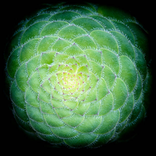 Aeonium tabuliforme (flat-topped aeonium, saucer plant). Black background.