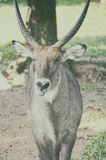 istock Close up portrait of deer in the forest 486532738