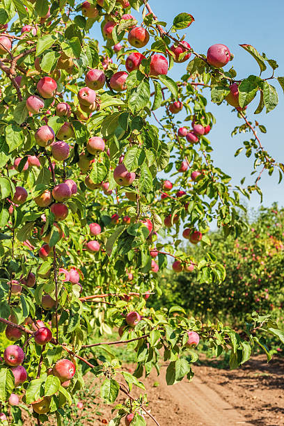 istock Red apples on a branch in a sunny garden 486532982