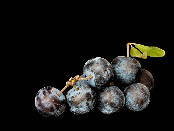 istock Sloe,Prunus spinosa - blackthorn on a black background 486533906