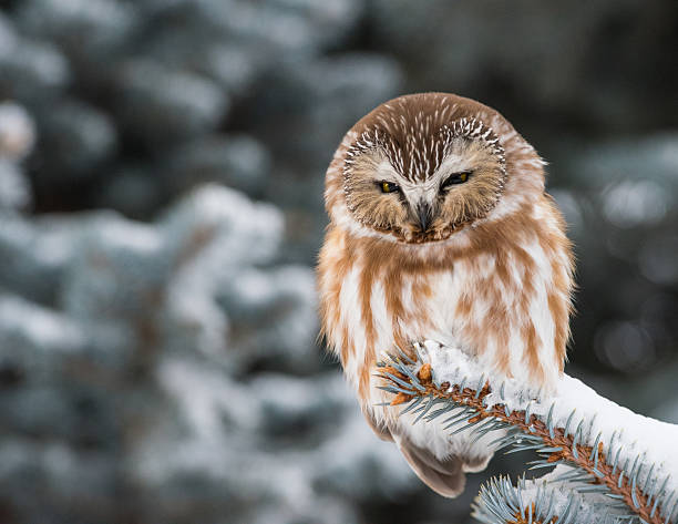 istock Saw-whet Owl in Snow 486533958
