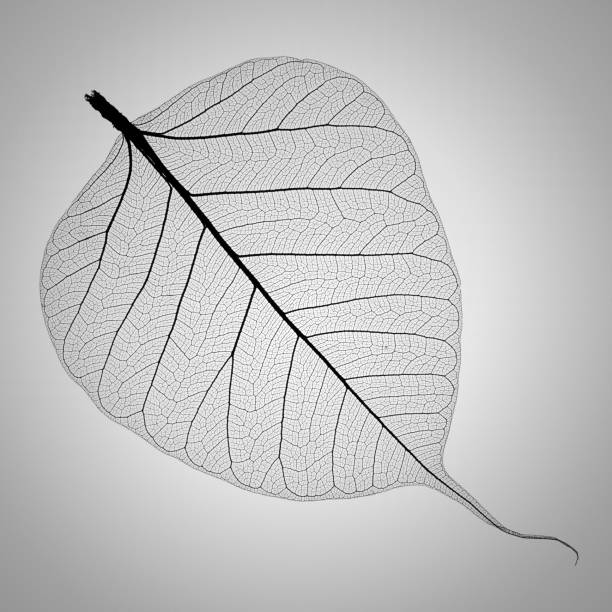 perfect transparent leaf skeleton extremely detailed stock photo