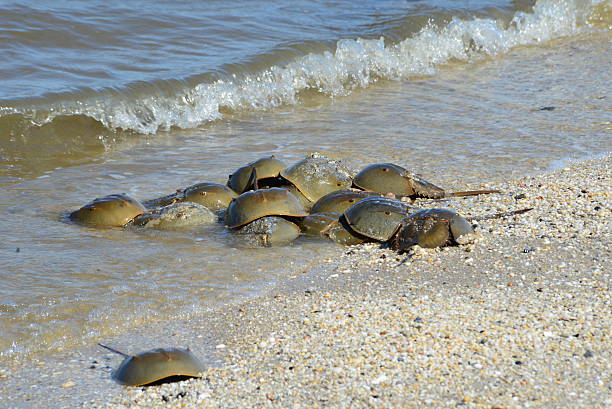 istock Cluster of horseshoe crabs 486538554