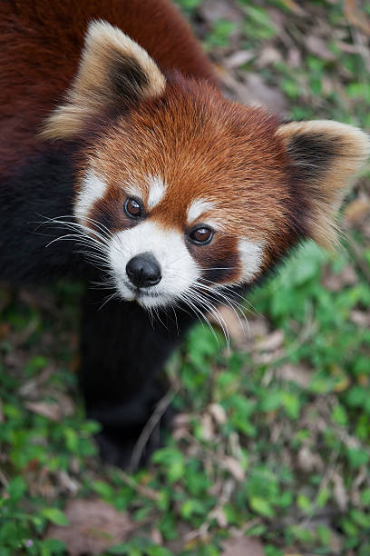 istock Red panda Ailurus fulgens, also known as Lesser Panda 486540042