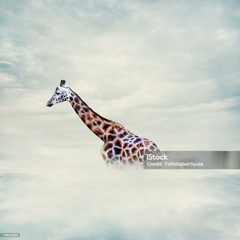 Giraffe above the clouds African Music Stock Photo