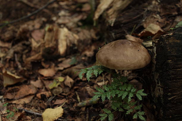 istock Grey brown mushroom in the woods 486540742