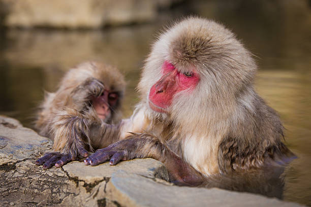 istock Japanese snow monkey in the hot spa,Japan. 486540800