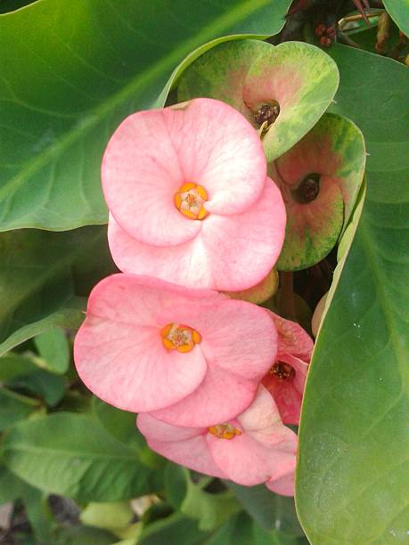 istock pink Euphorbia flower 486541304