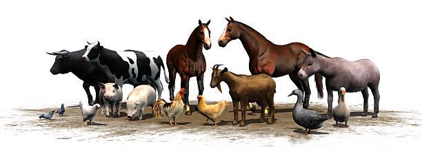 istock Farm Animals - separated on white background 486541336