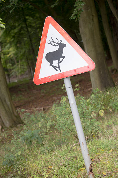 istock Close up of deer warning sign. 486541344