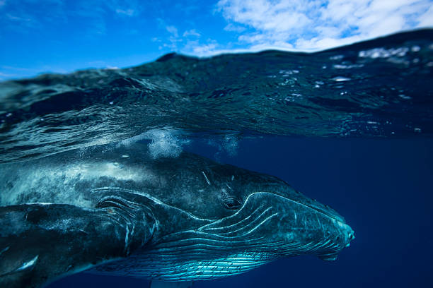 HUMPBACK WHALE stock photo