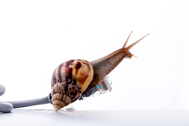 istock Snail with rj45 connector symbolic photo for slow internet. 486542128