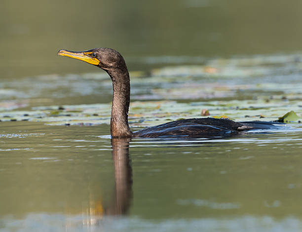istock Double-crested Cormorant  Swimming, Closeup 486542200