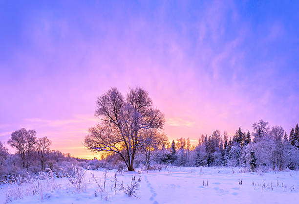 istock winter landscape panorama with sunset and the  forest 486543404