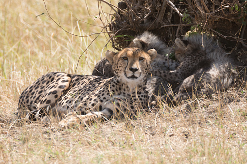 A female cheetah looks at the camera from the shade of a small bush on the African savannah. Behind her are her four young cubs, all fast asleep.