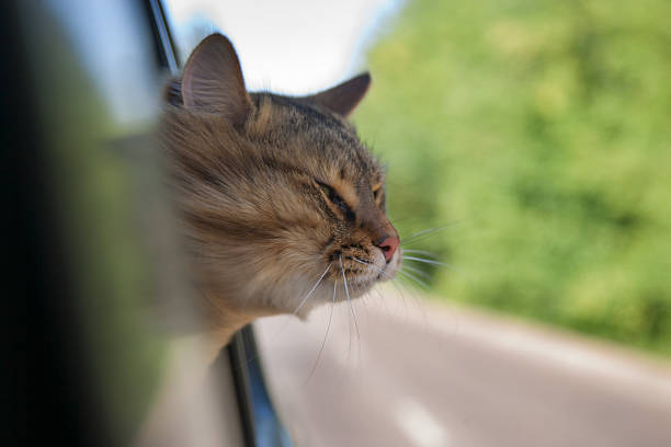 istock Head Cat  out of a car window  in motion 486545572