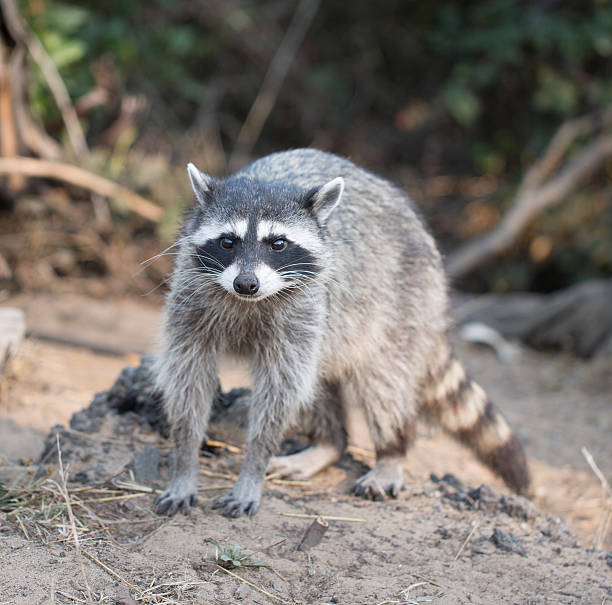 istock Raccoon, Procyon lotor (harvest) 486545850