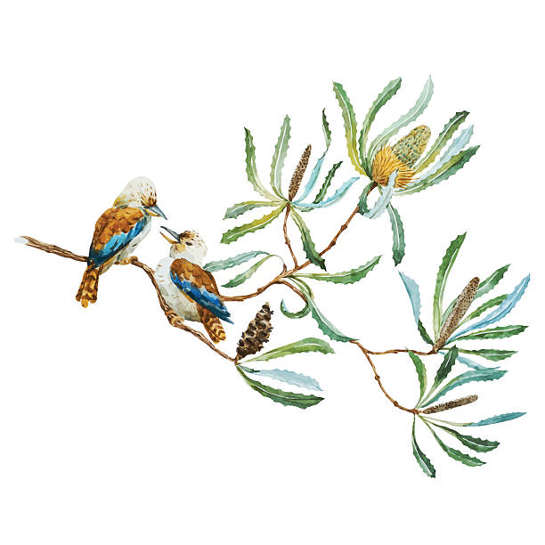 Australian kookaburra bird Beautiful vector image with nice australian kookaburra bird kookaburra stock illustrations
