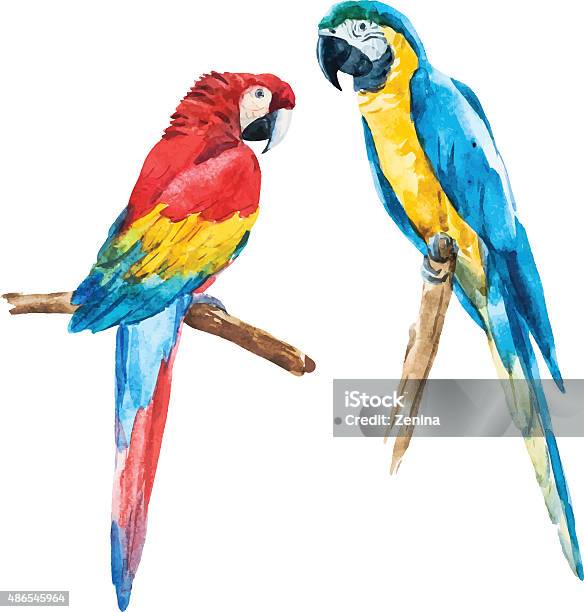 Watercolor Parrot Stock Illustration - Download Image Now - Parrot, Macaw, Animal