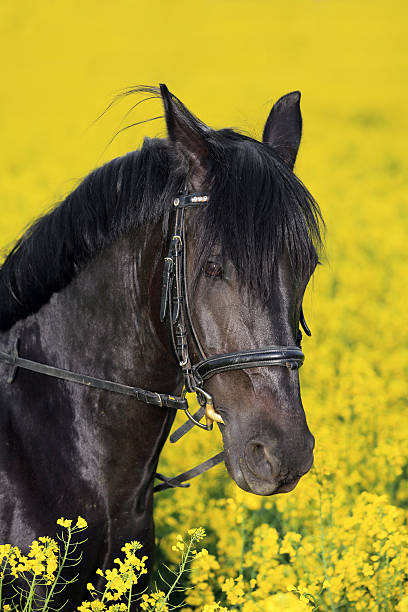 istock black horse in canola field 486546355