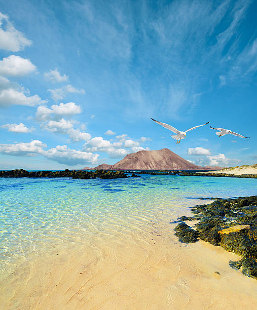 wild seashore in fuerteventura - canarische eilanden stockfoto's en -beelden