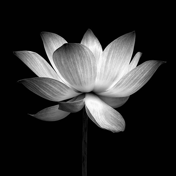 istock Abstract of Lotus 486547221