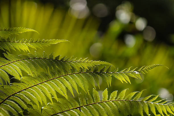 istock fresh fern fronds on blurred background 486547340