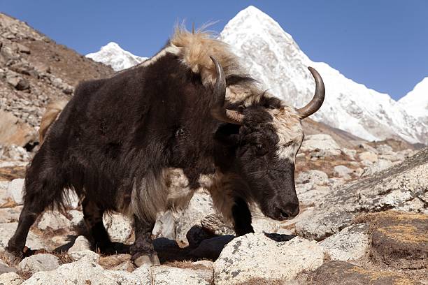 istock Yak on the way to Everest base camp 486547346