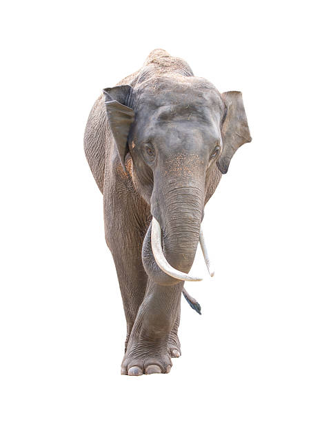 istock male asia elephant isolated 486547592