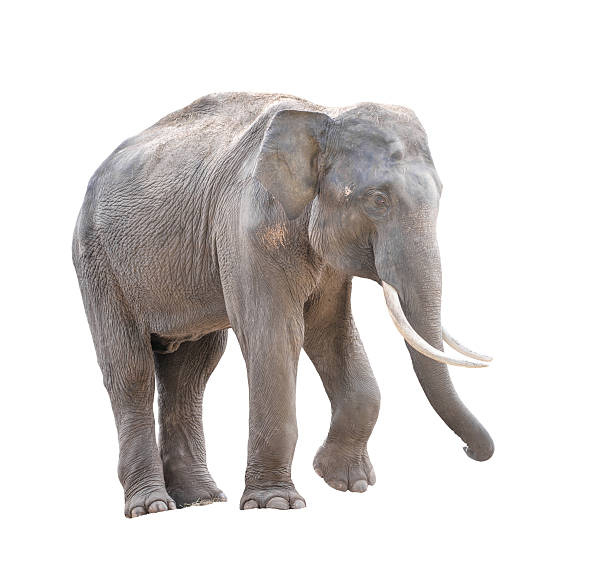 istock male asia elephant isolated 486547746