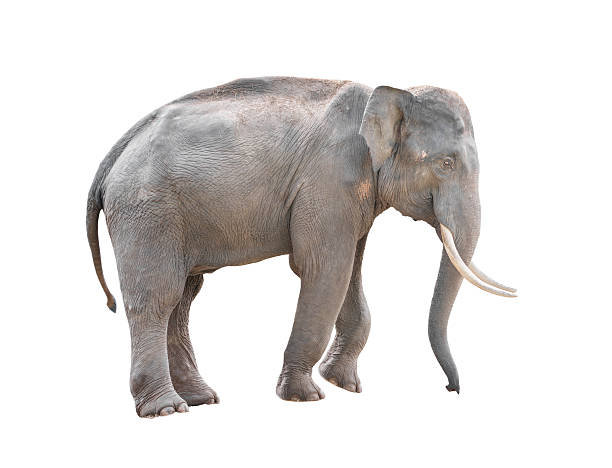 istock male asia elephant isolated 486547862
