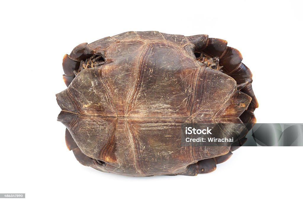 Turtles Isolate Turtle Isolate On White Stock Photo - Download Image Now - 2015, Animal ...