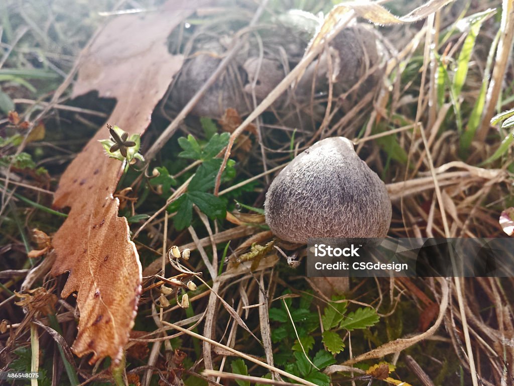 Hairy Toad Stool Hairy toad stool in the undergrowth. Australia Stock Photo