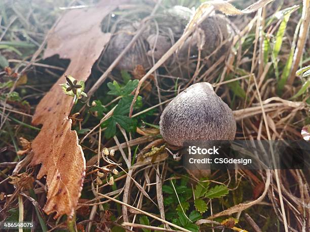 Hairy Toad Stool Stock Photo - Download Image Now - Australia, Black Color, Brown