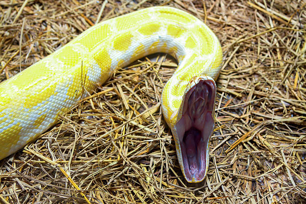 python stock photo