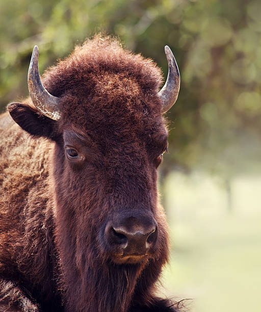 istock Closeup portrait of American Bison 486548142